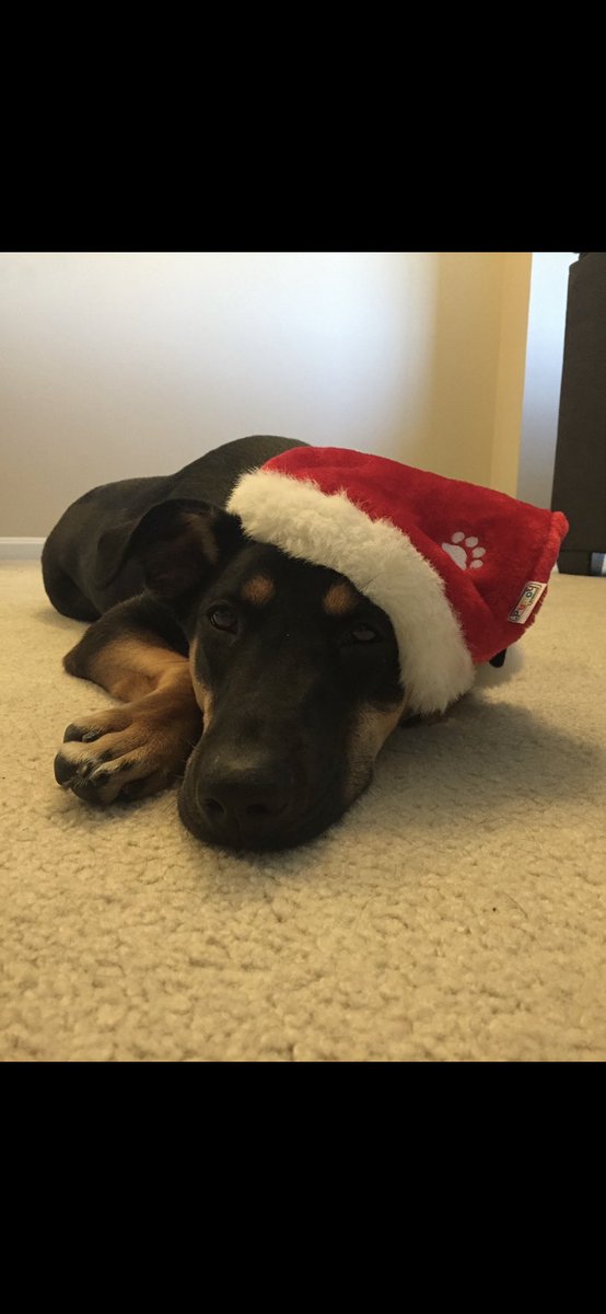 melspa1's tweet photo. @dog_rates @bestfriends @Trupanion https://t.co/pfgEJtmI8R