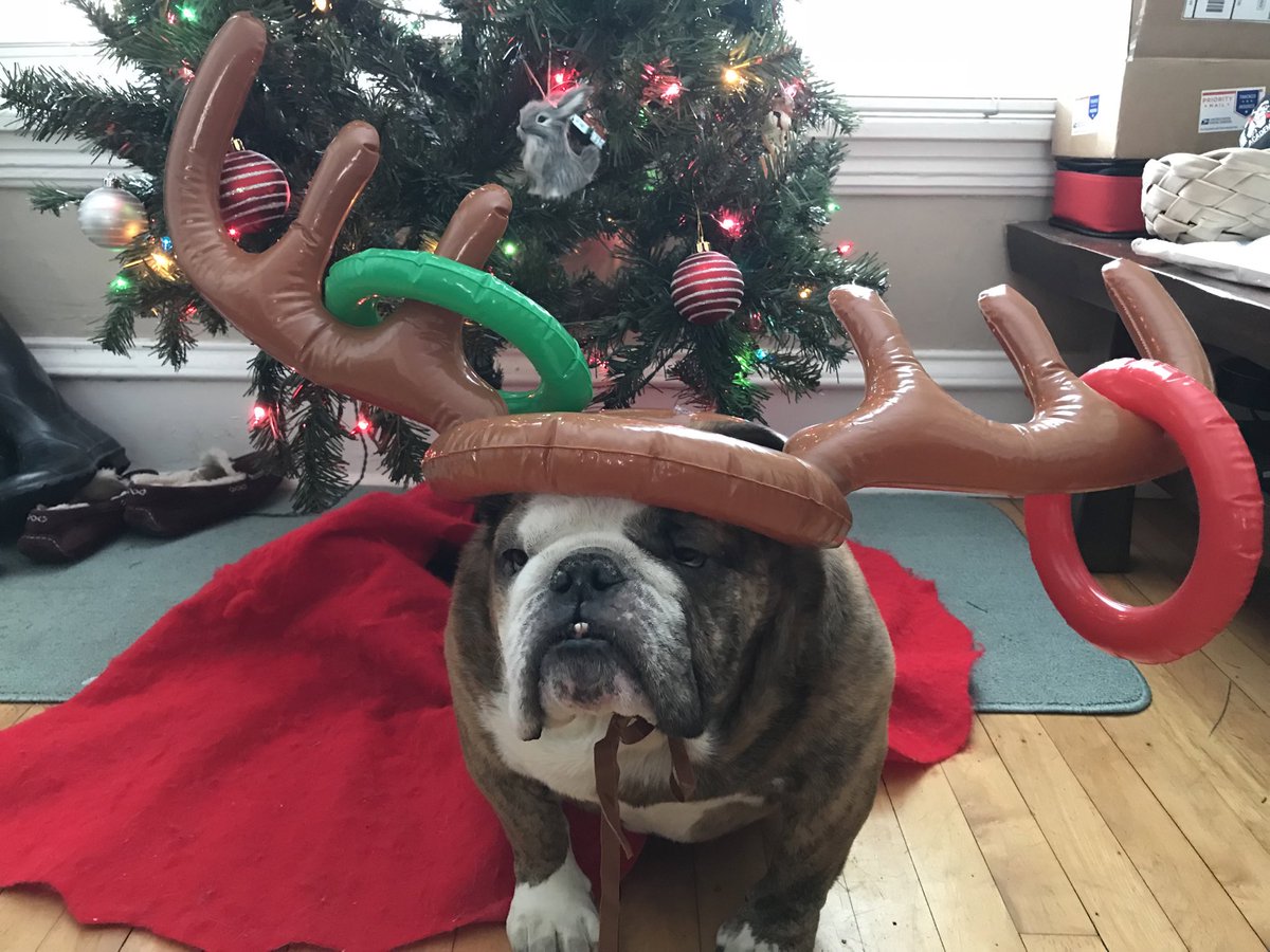 JeanneEC's tweet photo. @dog_rates @bestfriends @Trupanion https://t.co/m1C25h8cYt