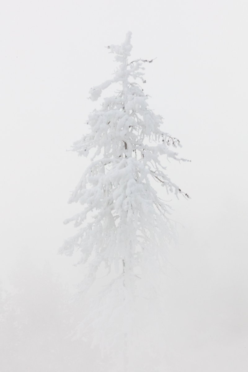 YellowstoneNPS's tweet image. This holiday season might not be how many of us originally planned, but we hope we've brought you all some peace and happiness this year, no matter how small. From all of us at Yellowstone, have a safe and wonderful Christmas and holiday! #FindingPeace
