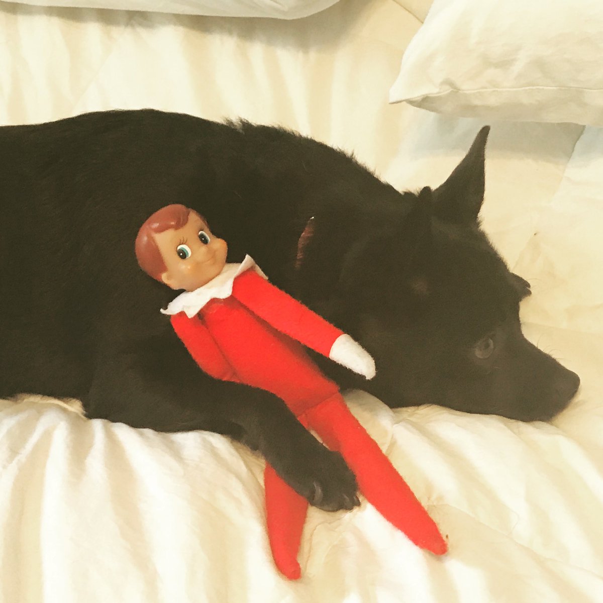 Innysmith's tweet photo. @dog_rates @bestfriends @Trupanion https://t.co/3qK5TqxEVW