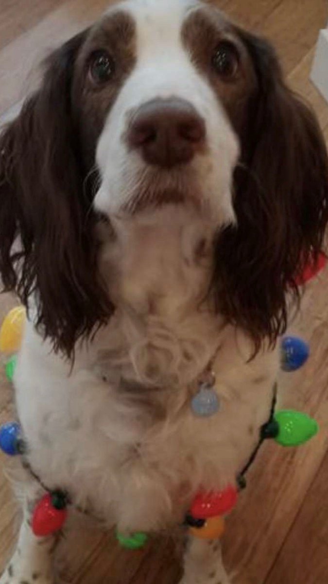 SabrinaClose's tweet photo. @dog_rates @bestfriends @Trupanion Our little angel Jesse would like to help raise moneys for the puppies https://t.co/TYVT7tHQ01