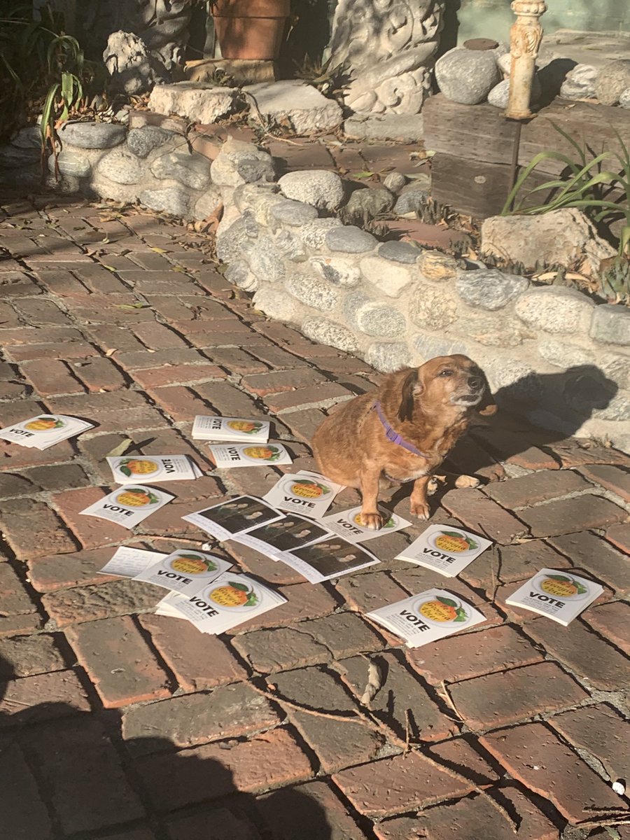 Olive says, “Be a sweet Georgia peach and vote!” 🍑🍑🍑 (The Bronte sisters are assisting in the voter information, too, as we ran out of postcards.) #GeorgiaNeedsOssoff #GeorgiaNeedsWarnock #GeorgiaVoteBlueFortheSenateBeAHeroForDemocracy #GeorgiaRising #Bronte #Brontesisters