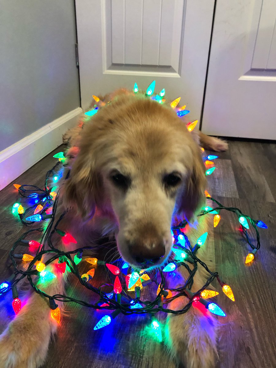 ka96's tweet photo. @dog_rates @bestfriends @Trupanion #festive https://t.co/YZ6HcRes3P