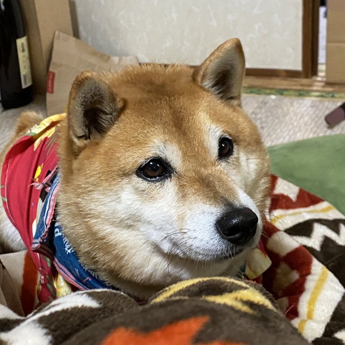 柴犬 高画質 のtwitterイラスト検索結果