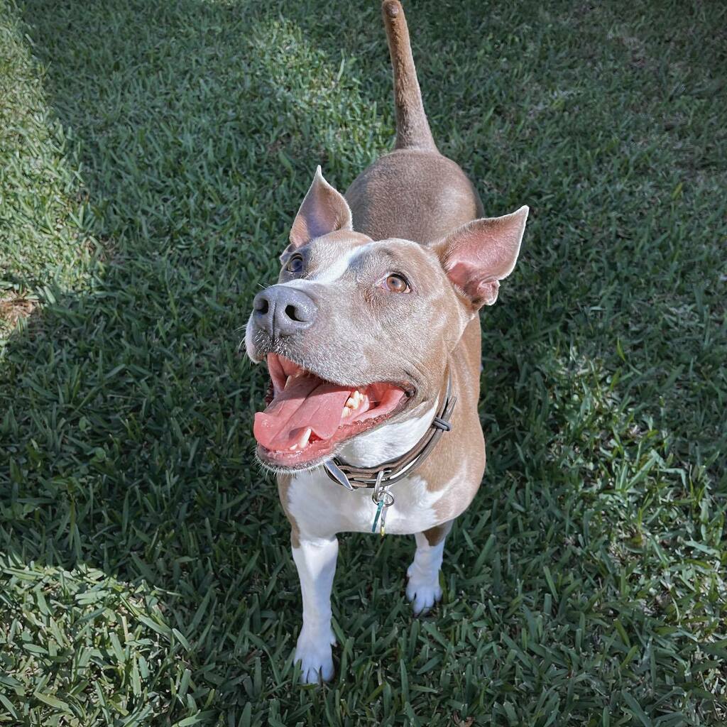 Sweet Nelly 🐾..
#BlueNosePitbull 
..
#DogsAreCool #DogsofTwitter #DogsofInstagram #Dogs #AdoptDontShop #dog #dogBoarding #dogDaycare #animals #pets #dogstagram #dogsitter #doglovers #dogWalker #RescueDogsOfInstagram instagr.am/p/CJFAL-1r4iL/