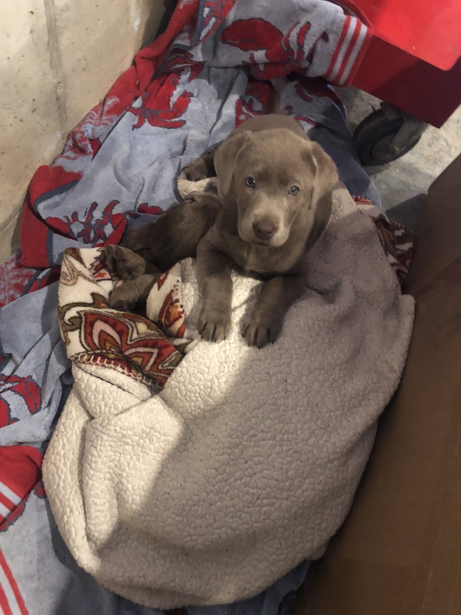 One wanting to play, one wanting to sleep 💙