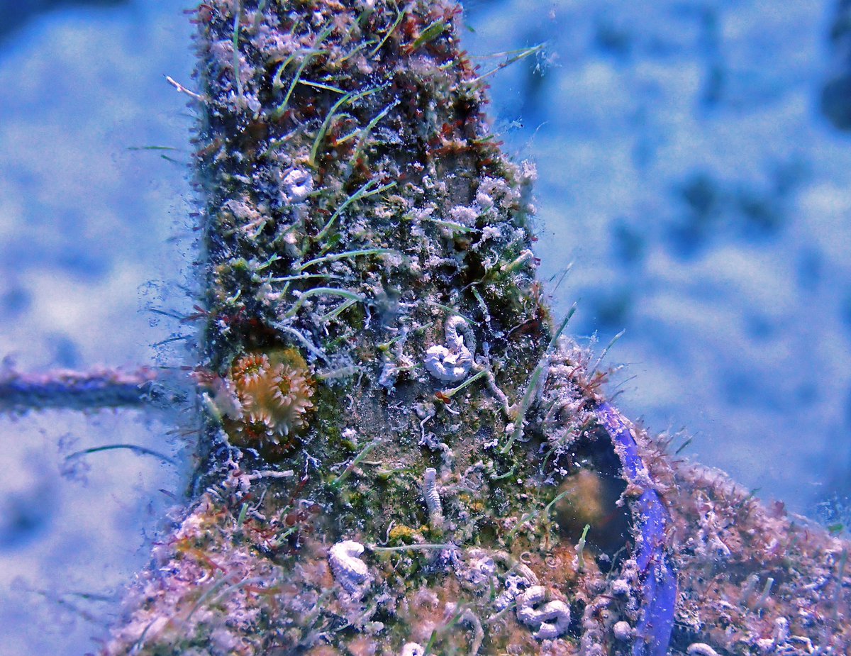 It’s #CoralInnovationMonday! Can you spot mountainous star #coral juveniles on these substrates? We are thrilled to share pictures of our monitoring efforts conducted last week in Eleuthera, where we are tracking the survival of sexually-produced corals from 2019 spawning. 👀