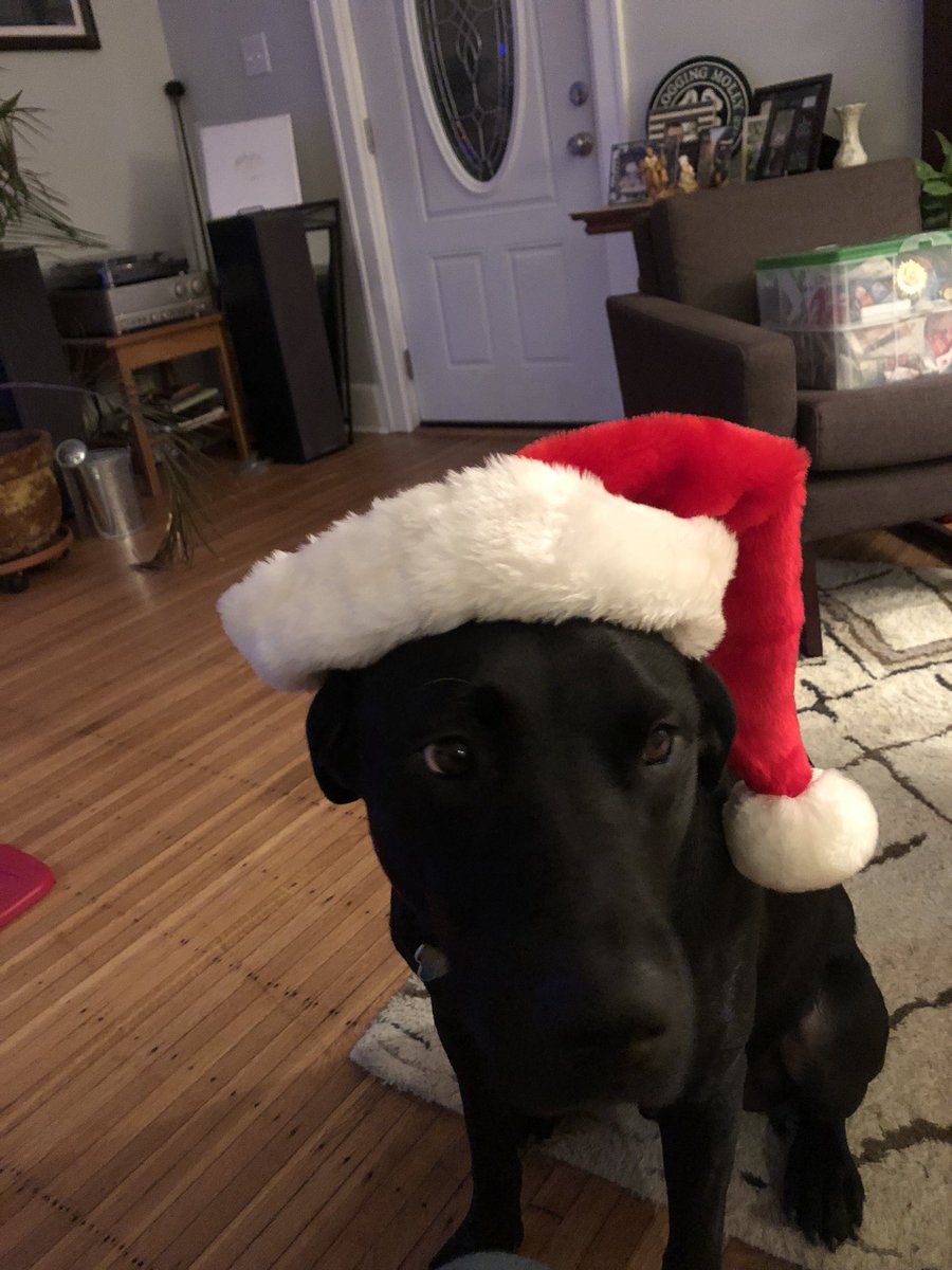 beyondbalanceRD's tweet photo. @dog_rates @bestfriends @Trupanion https://t.co/cOxyK6AuH3