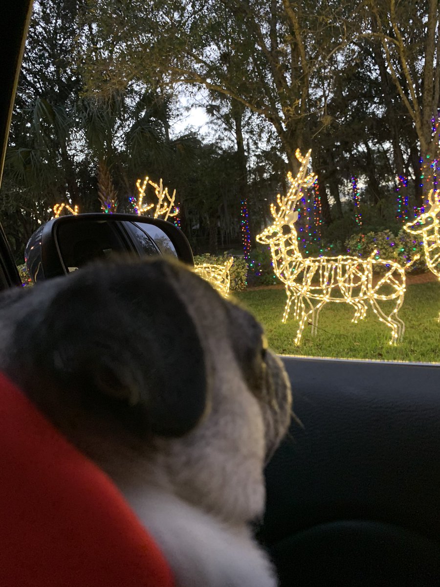 Pia_Pia_the_Pug's tweet photo. Pia Pia enjoying Christmas lights at #gralllawfirm #veteranservicedog #servicedog #retired #christmas #christmaslights #lightdisplay #pug #pugsofinstagram #pugs #puglife #pugnation #puglove #love #verobeach #florida #taraplantation #happiness #joyful #rescuedog #almostblind https://t.co/pKS8aKJGTW