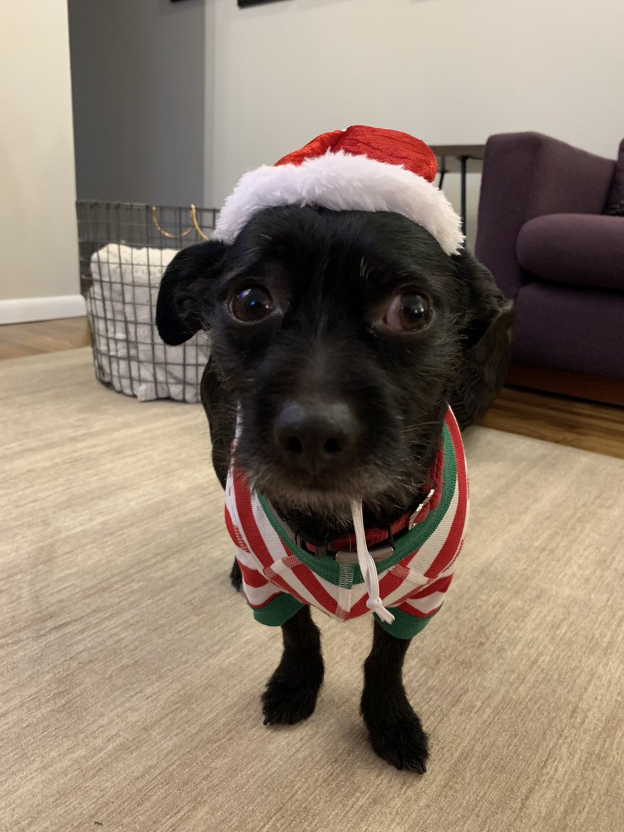 tiffanyclements's tweet photo. @dog_rates @bestfriends @Trupanion 🐾 holiday love from Eddie https://t.co/TgfQPLSY7k