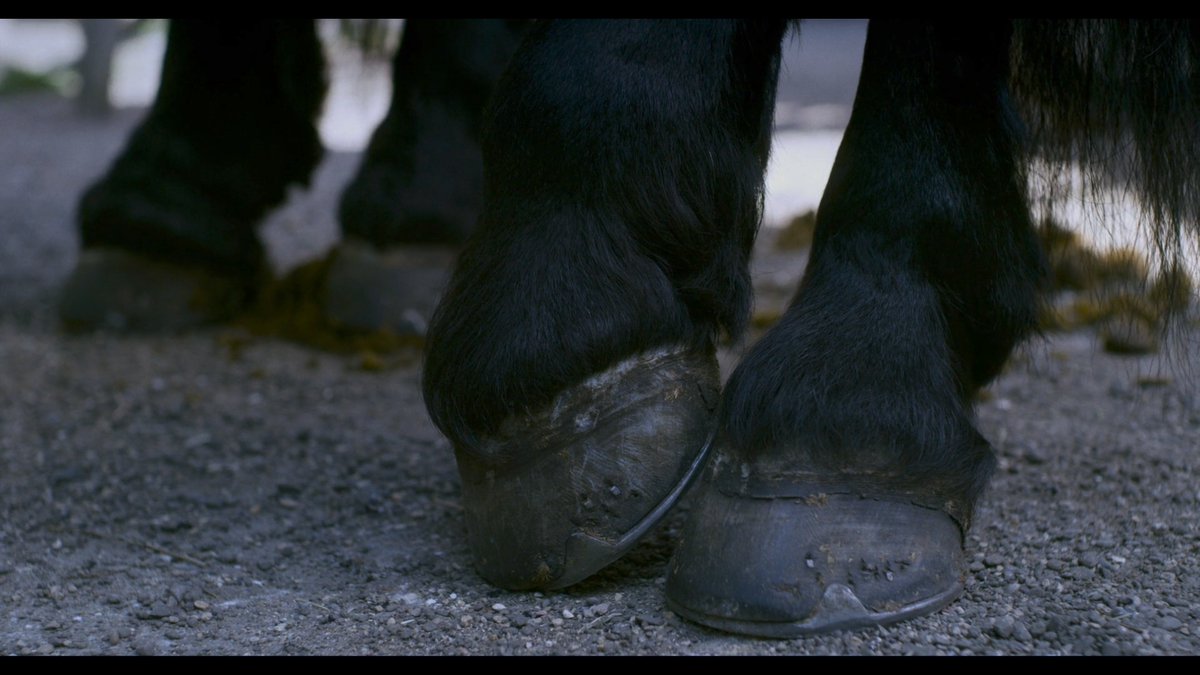 A carriage has come to deliver a wife back to her husband in  #Ammonite.The film cuts from horseshoes to blinkers to a man's gloved hand with a bridle. We see a wide shot of the horse against the wife. In returning home, is the wife reduced to being but a domesticated animal?