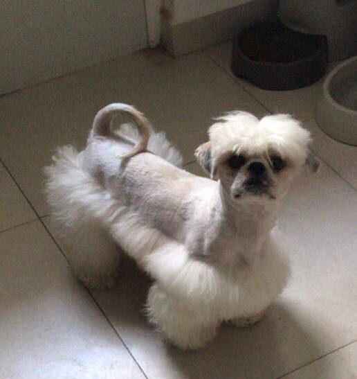 sebastianbz94's tweet photo. He visto gente que se queja del corte que le hacen a sus perritos, pero les apuesto que a nadie le han desgraciado a su mascota como a mi. Este pedo fue crueldad animal https://t.co/6LMQB4bV6e