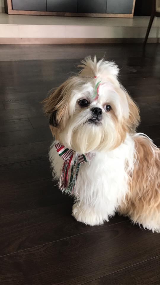 He visto gente que se queja del corte que le hacen a sus perritos, pero les apuesto que a nadie le han desgraciado a su mascota como a mi. Este pedo fue crueldad animal