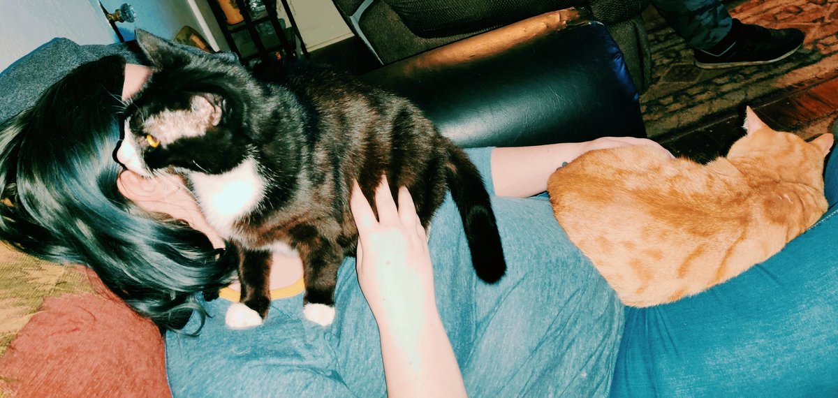 Rozoku's tweet photo. #crazycatlady https://t.co/AmNy1mo1yI