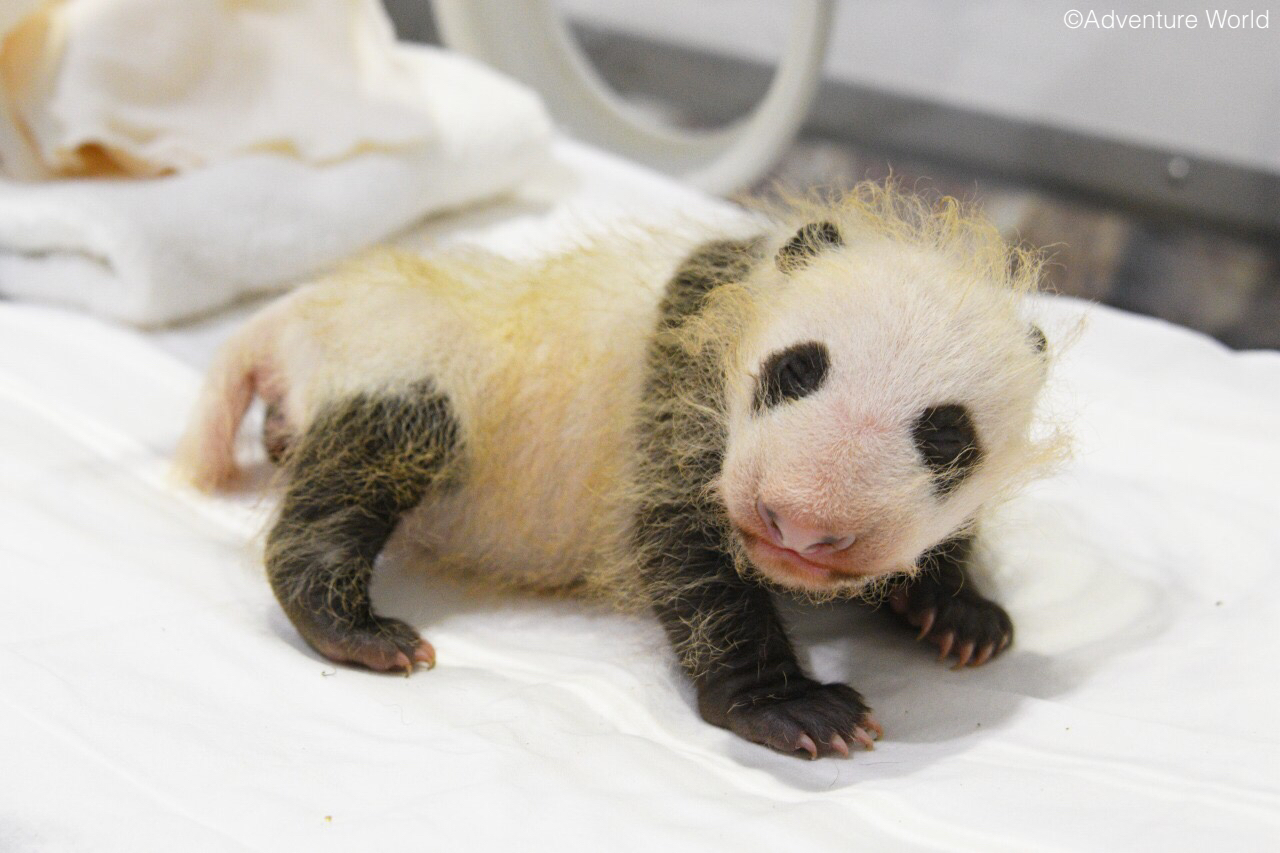 アドベンチャーワールドで赤ちゃんパンダ誕生して1か月 性別が判明した模様 話題の画像プラス アドベンチャーワールドで赤ちゃんパンダ誕生して1か月 性別が判明した模様 話題の画像プラス