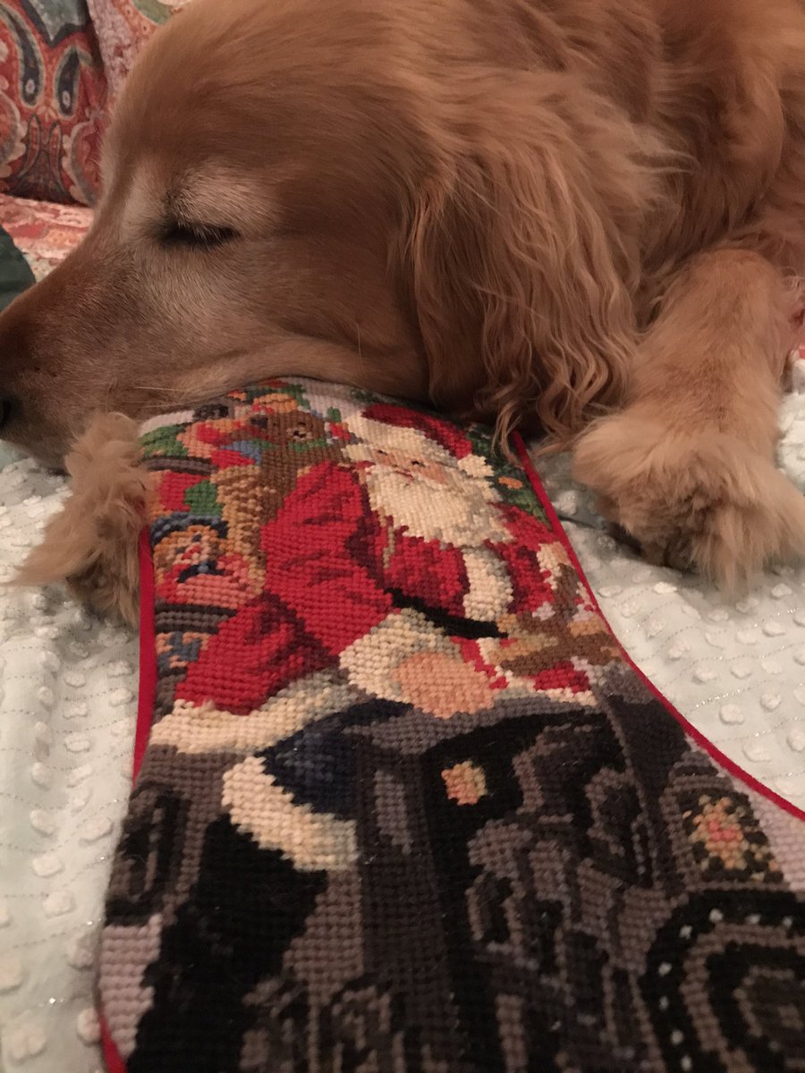 thatprofessor's tweet photo. @dog_rates @bestfriends @Trupanion Boomer https://t.co/JjAK17OBVf