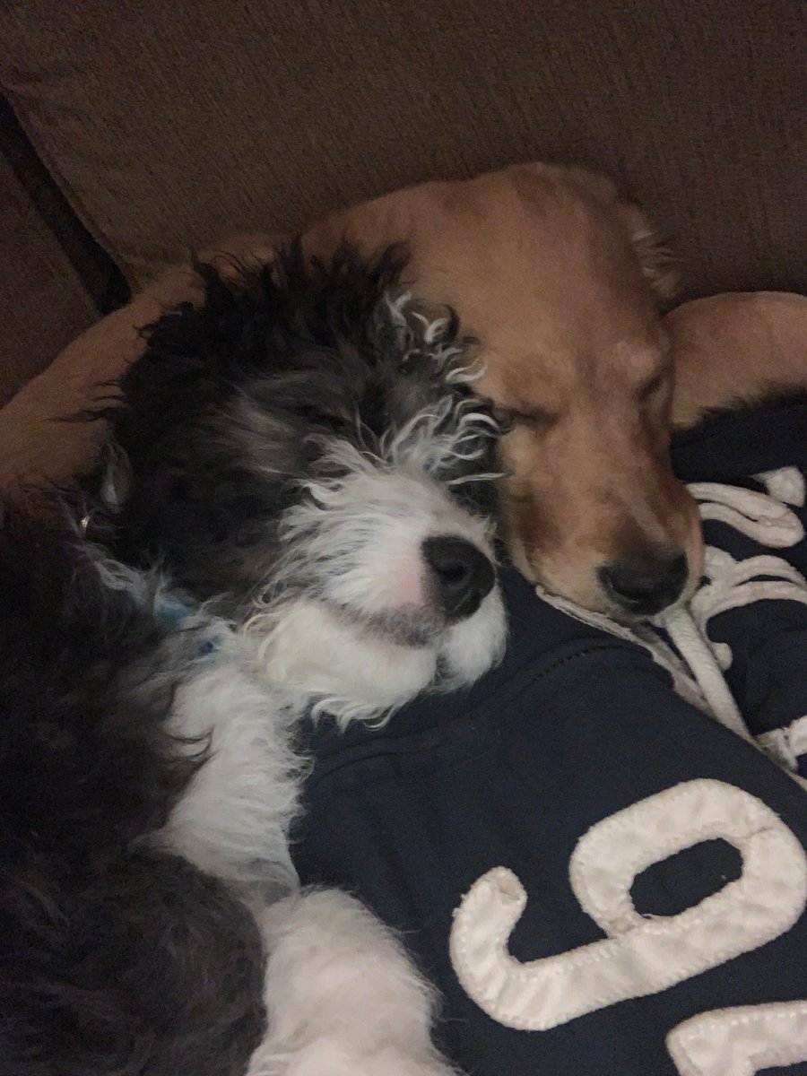 Mumtodogs's tweet photo. Live update of these two love birds. This is scout with our neighbours puppy Abbie #puppycuddle https://t.co/7pR7uz3DRF