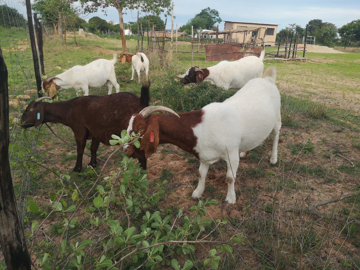 These goats are fed on "bushmeal" we mimic what they eat, in the veld, harvest it and process it. The goats look healthy and expecting kids in 4 months time.