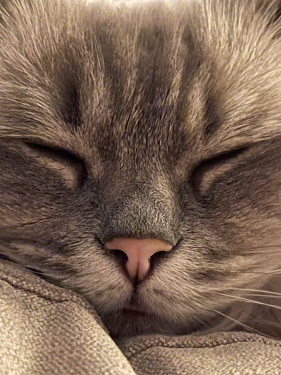CryptoEmme's tweet image. If you’ve ever wanted to look at a cat close up... you’re welcome 😂