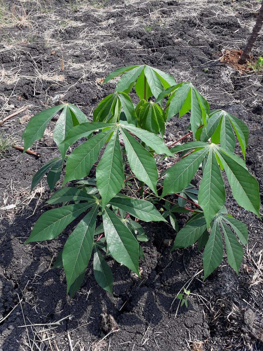 AAALosPinos's tweet photo. El Campo es vida! 
@AgriculturaEc @AgriculturaGua 
🌿El verde esperanza, de nuestros cultivos, yuca y papaya!🌾 
Sector Asociación de Agricultores Arroceros los Pinos🌲. 
Provincia del Guayas, cantón Guayaquil, parroquia Pascuales. #AAALosPinos #Agricultura #Campo https://t.co/c5I6vGFbh1