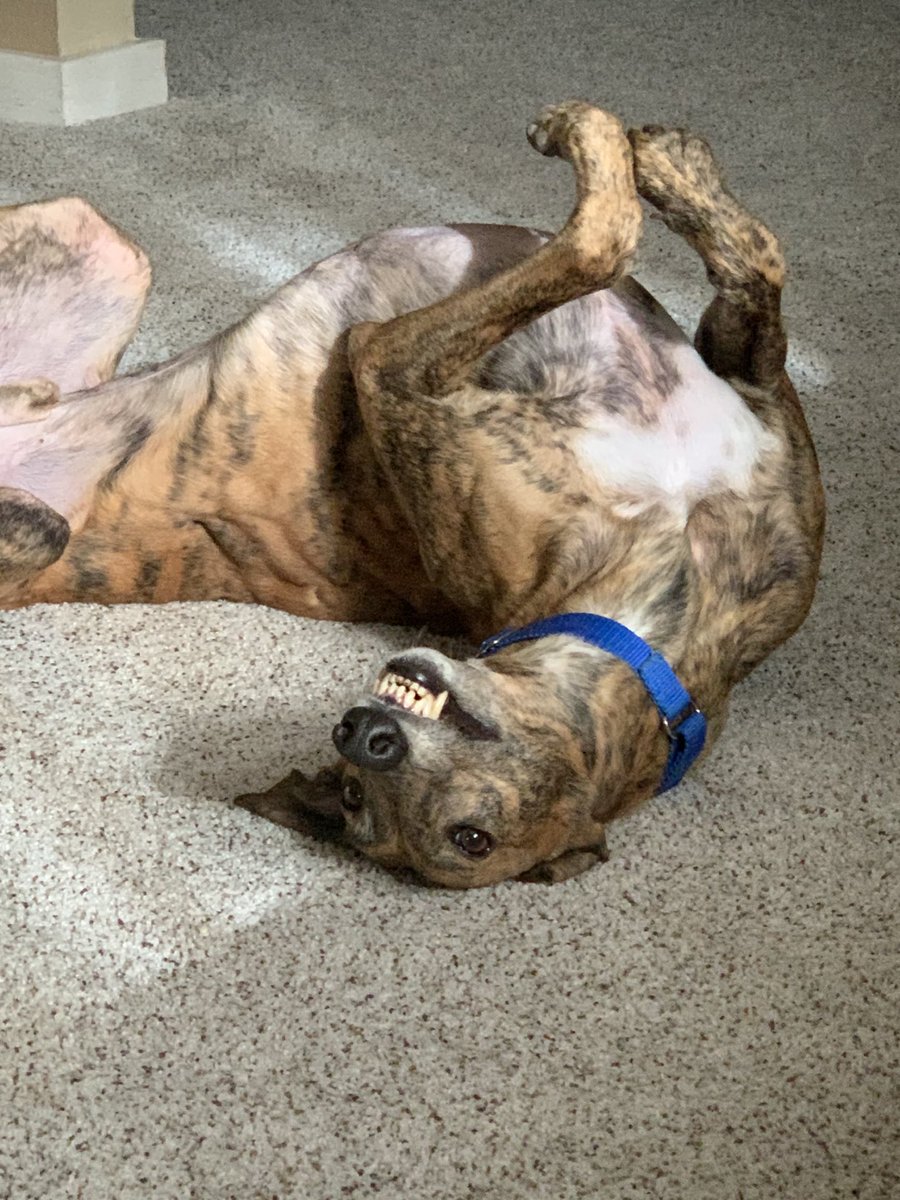 KlvsBMB's tweet photo. #GREY2K  Brody with a face only an owner can love! https://t.co/DRRX7xeyUq