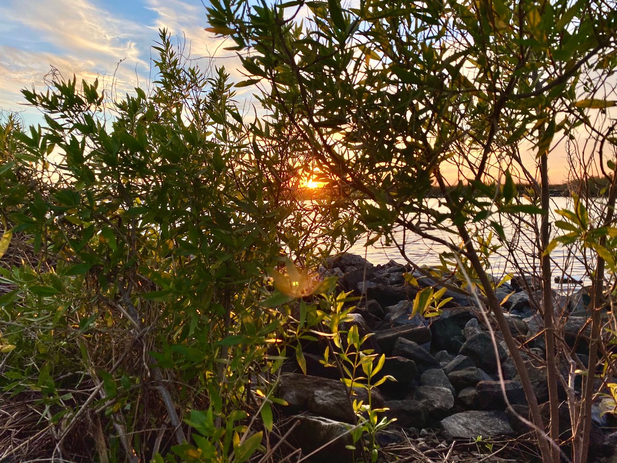 stephplaisance's tweet photo. Stayed a lil after work to catch a nice solstice sunset ✨ #marshviews @LUMCONscience https://t.co/5xeZIu5Mh3