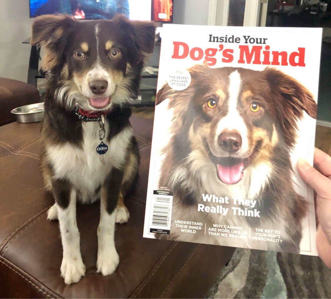 anndennett's tweet photo. @PascoSheriff Waynesville NC locked up safe and sound with my #AussieCrew #AustralianSheperdsRule #9PMRoutine #grandpupOllie https://t.co/3OvKiM4w0h