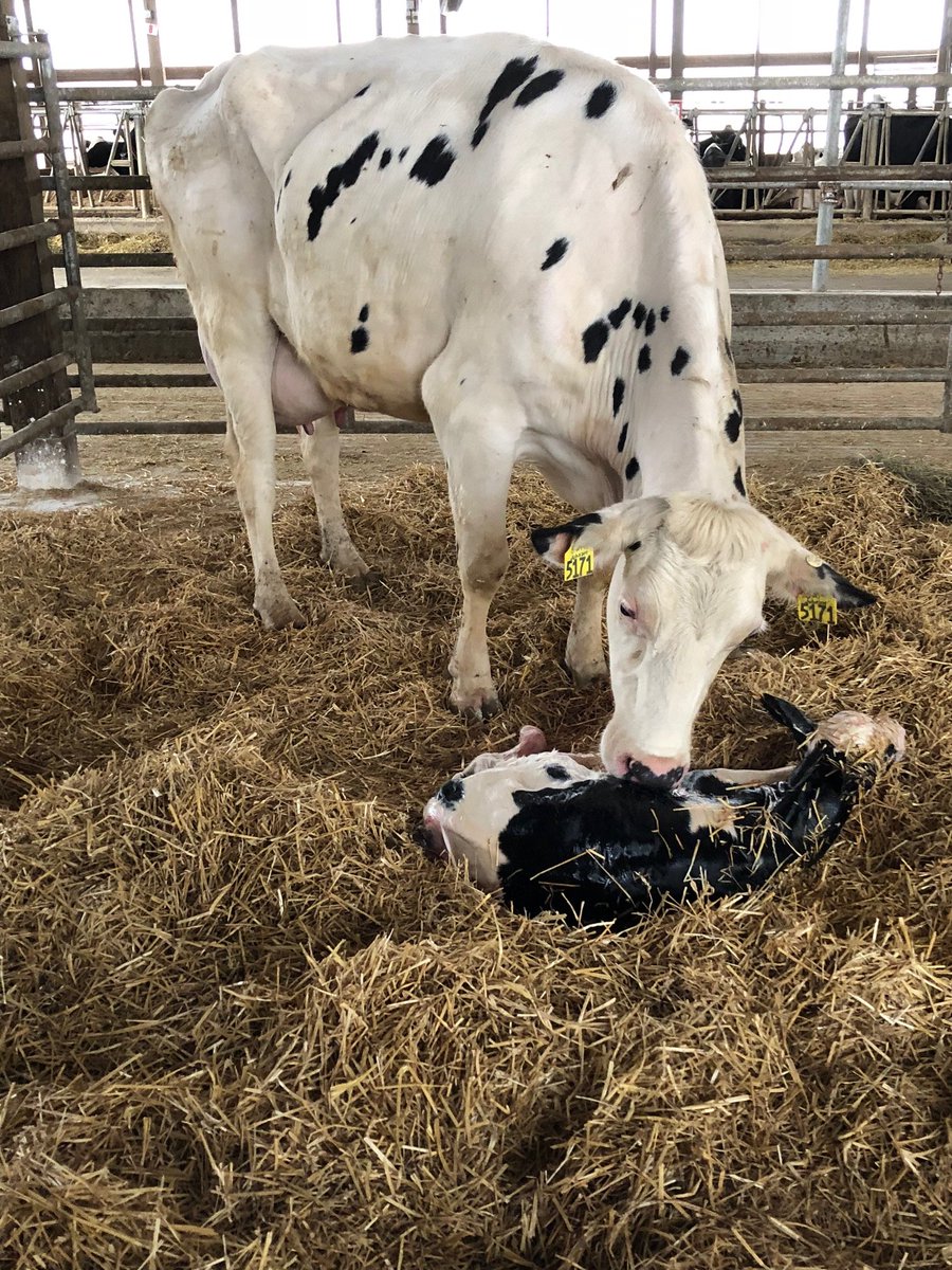 AnimNutr's tweet image. Our new @jdairyscience paper uses an observational approach to assess whether problems linked to sub-optimal dry period length were more associated with incorrect dry-off timing or abnormal gestation length. Check out the paper here (free through Jan. 7):
lnkd.in/eHM49y9