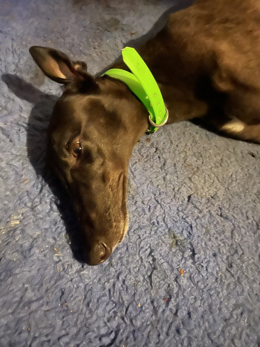 CrazyMarySyn's tweet photo. Prepare for puppy spam!! 8 healthy bouncing Barcia Bale x Five Thirty’s have arrived safely into the world. Pups and mum all healthy and glowing. How bloody good!! #mary #somethingabouther @packageland @mocdaddy77 @tk_edgar @ChristianJGraf @tedgar79 @lauren_harris86 https://t.co/zM4zaecEiC