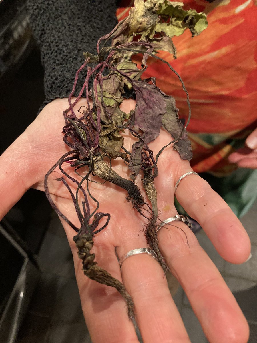 beets from my mom’s garden 😍