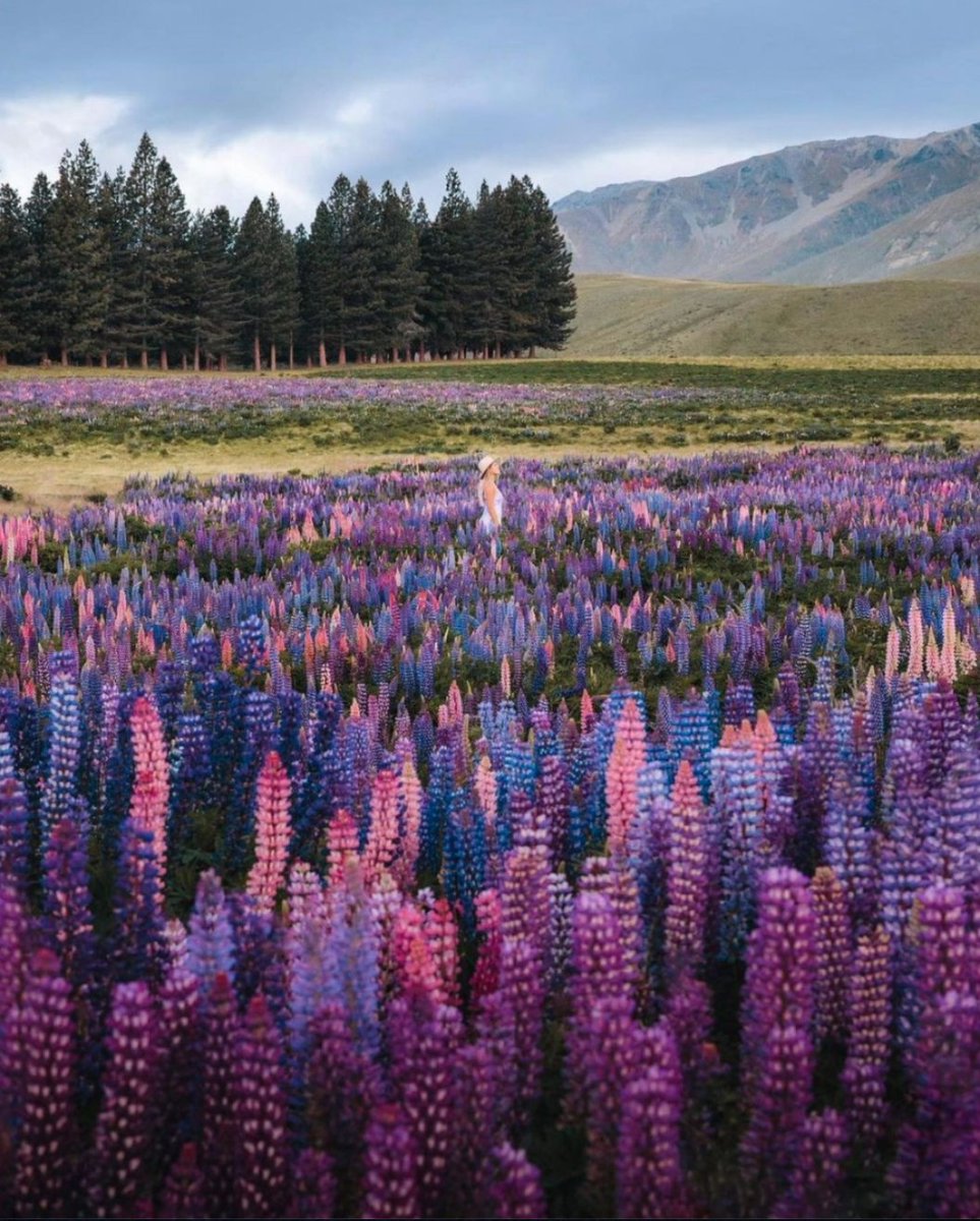 Lupines for days down in South Island 🏔🌸 #Regram (<a href="/ryanresatka/">RYAN RΞSATKA</a>)