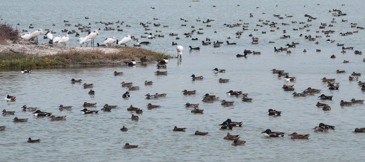 The #AsianWaterbirdCensus (#AWC) for 2021 is here! Part of International Waterbird Census, this annual citizen-science programme supports the conservation & management of wetlands and waterbirds.
Learn how you can contribute!
bit.ly/3pLDdrS

@EAAFP  @WetlandsInt_SA