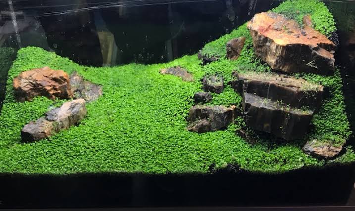 ほっけﾀｿ へえ ハイグロフィラの中でも伸びない種類があるんですか 水草は究極に難しい印象しか無い 失敗経験あり ので そこから先は一切追ってなくて詳しくないんですよね そして今では水槽でレタス育ててます T Co Jl6cbxqqpp