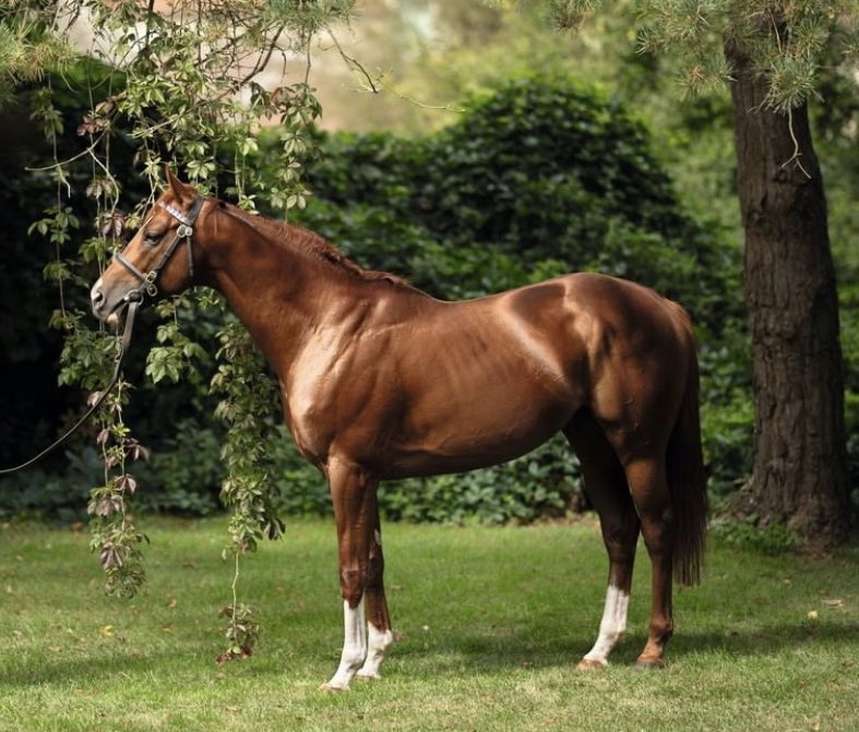 sultan harib racing tweet media