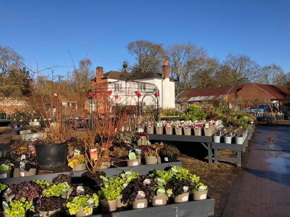 Crocus at Dorney Court tweet media