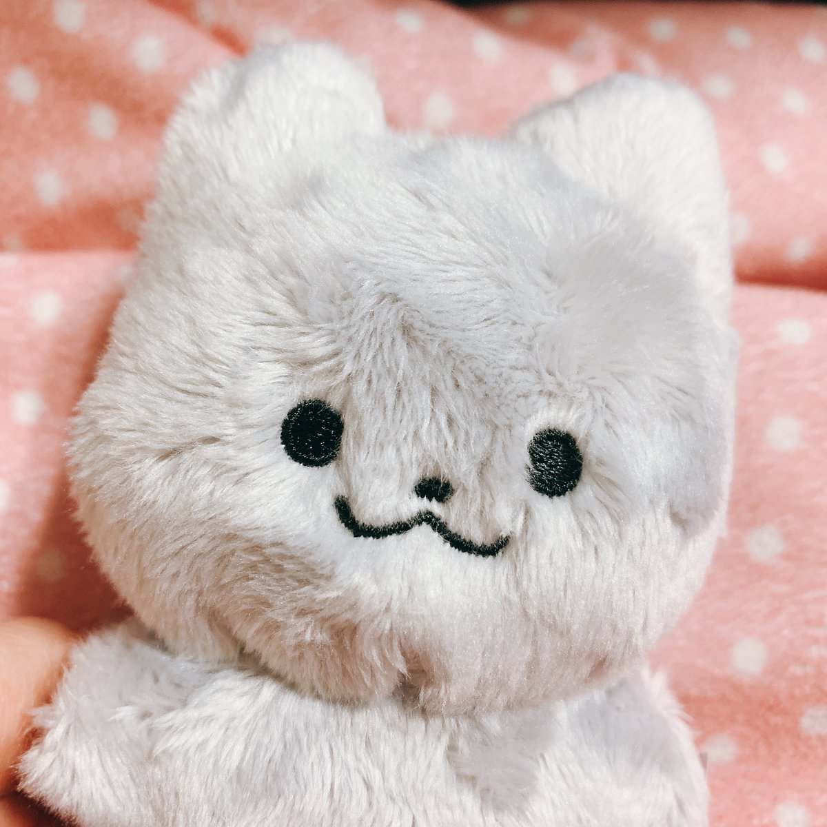 점 없는 쭈냥이가왓어요
하지만 점 없는 쭈냥이도 쭈냥이니까
함께살아가기로햇어요