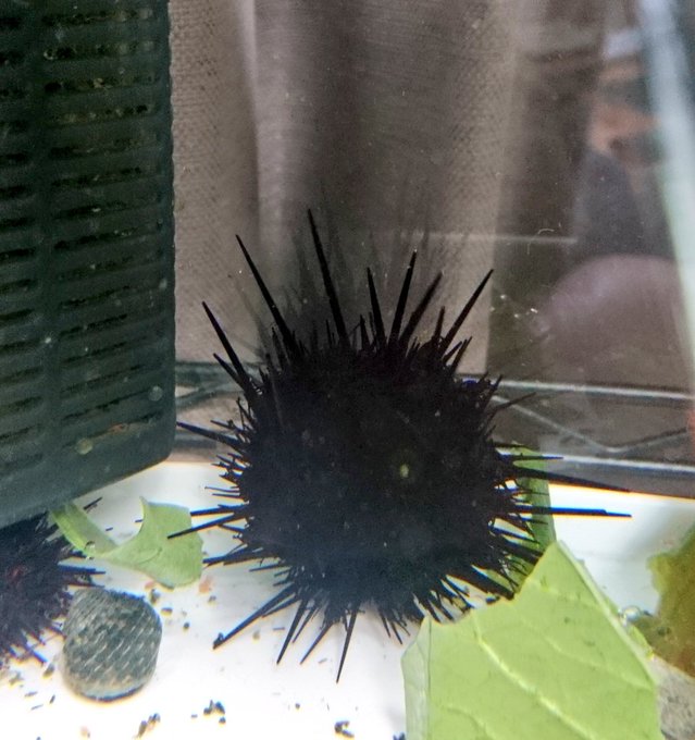 ウニ飼育のtwitterイラスト検索結果