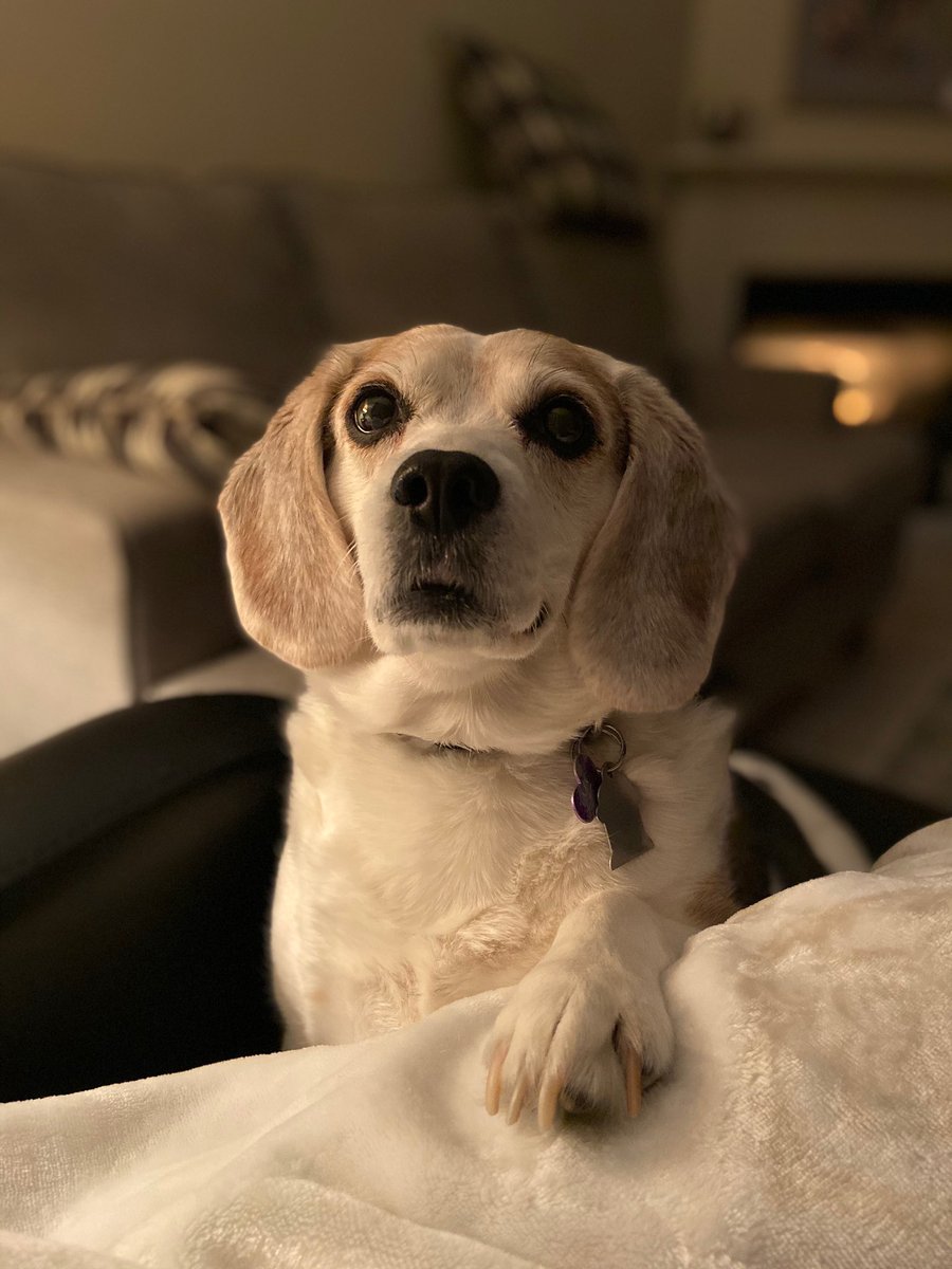 So true Stan! Shiloh is our Beagle Paws rescue 🐾 #aroo