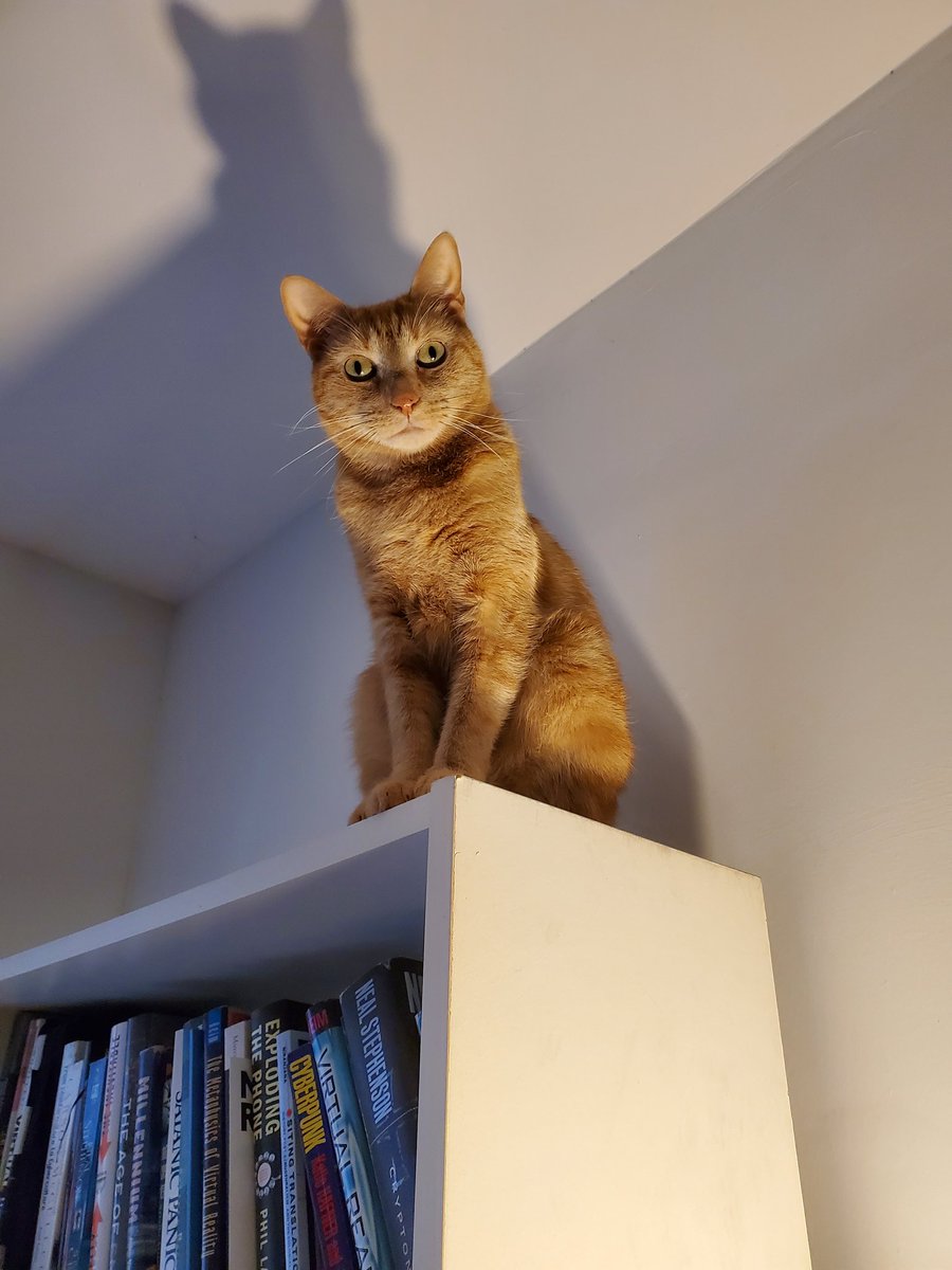 Cat + Bookshelf