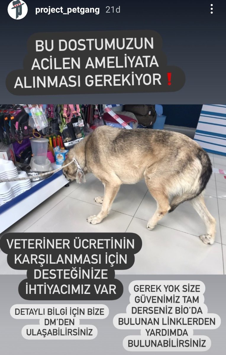 ProjectPetgang's tweet photo. Onun iyi olmasi icin desteginiz gerekli 🙏 @SunaYildizoglu @lsdomicim @VeDostlari @profobsesif @GERCKDOSTLAR @maya_mia87 @haykobagdat https://t.co/d0S0XIKIt4