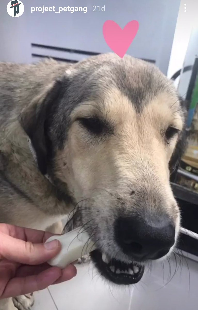 Onun iyi olmasi icin desteginiz gerekli 🙏 <a href="/SunaYildizoglu/">Suna Yildizoglu</a> <a href="/lsdomicim/">Leman Sam</a> <a href="/VeDostlari/">AYAZ VE CAN DOSTLARI</a> <a href="/profobsesif/">güneş çağlıer 🌱</a> <a href="/GERCKDOSTLAR/">Gülgün Tuna</a> <a href="/maya_mia87/">örenkedi</a> <a href="/haykobagdat/">Hayko Bağdat</a>