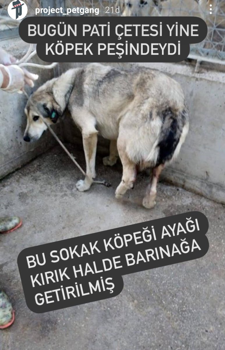 ProjectPetgang's tweet photo. Onun iyi olmasi icin desteginiz gerekli 🙏 @SunaYildizoglu @lsdomicim @VeDostlari @profobsesif @GERCKDOSTLAR @maya_mia87 @haykobagdat https://t.co/d0S0XIKIt4