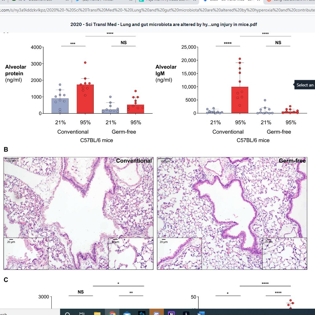 Graphs below: show less alveolar protein/immunoglobulin after 48-72 hours of FiO2 95%, and more nicely retained alveolar histology in germ free mice