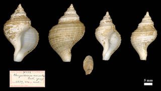 The aptly named gastropod Neptunea amianta (Dall, 1890) is a deep-water species found off the North American west coast. Although typically in colder water, the range extends as far south as Punta San José, Baja California. 2/n
