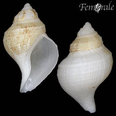 This snail is is totally deep-water exclusive found at depths usually between 300 and 1500m. 3/nImage from  @FemoraleShells
