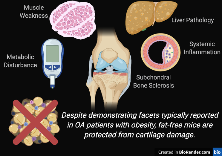 KelseyHCollins's tweet image. Interested in the skinny on obesity and adipose in #osteoarthritis? Our new paper in @PNASNews demonstrates that fat talks to cartilage in mice: doi: 10.1073/pnas.2021096118. Adipose tissue is a critical regulator of osteoarthritis pnas.org/content/118/1/…