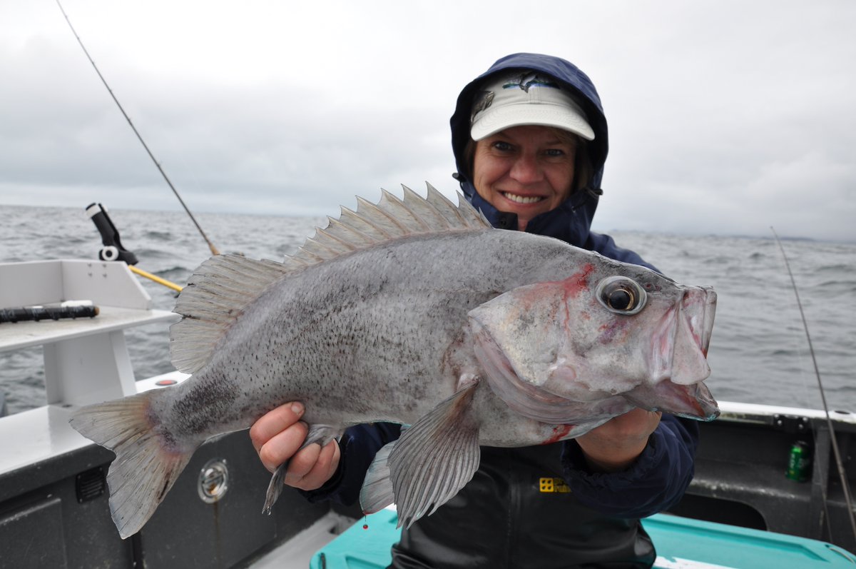 Black Bass may not be the biggest rockfish but they are sure fun to catch. Your allowed 5 a day and they make great fish tacos!