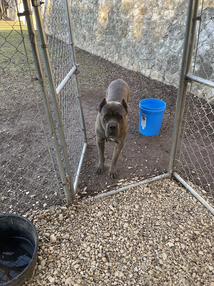 Let’s Go!!!! #CaneCorso