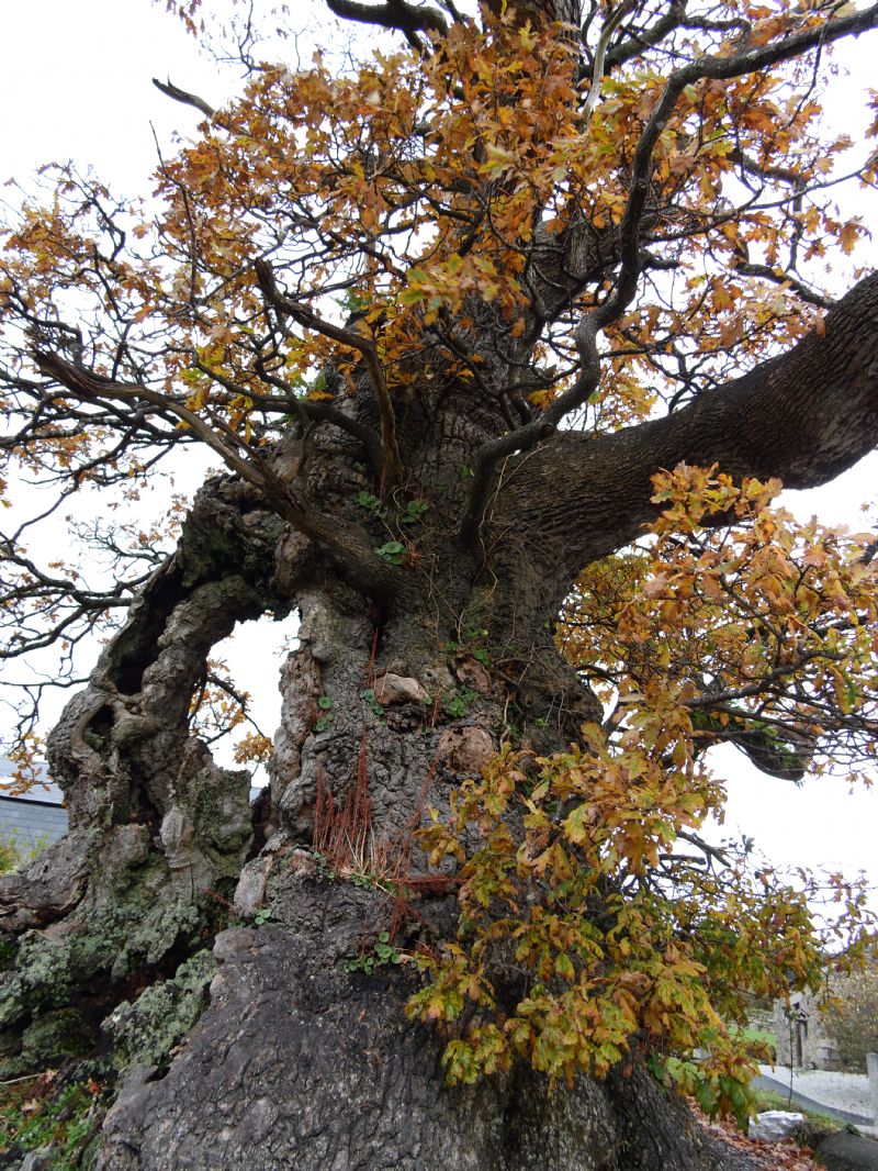 Meet the Darley Oak 🌳

At over 1000 years old this gnarly beast is Cornwall's oldest tree and has been the focus of local folklore for centuries.

To see more remarkable trees, or to add your own favourites to our map for others to enjoy, visit bit.ly/3kcJqv6