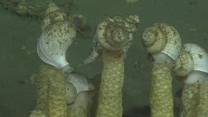 Females can produce over 1000 eggs in a leather capsule. In N. amianta, egg capsules are stalked and typically 15-25cm high. 14/n  Photo from  @MBARI_News I believe